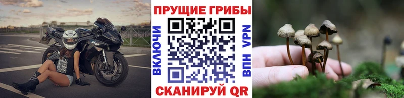 Псилоцибиновые грибы Magic Shrooms  Ивангород 